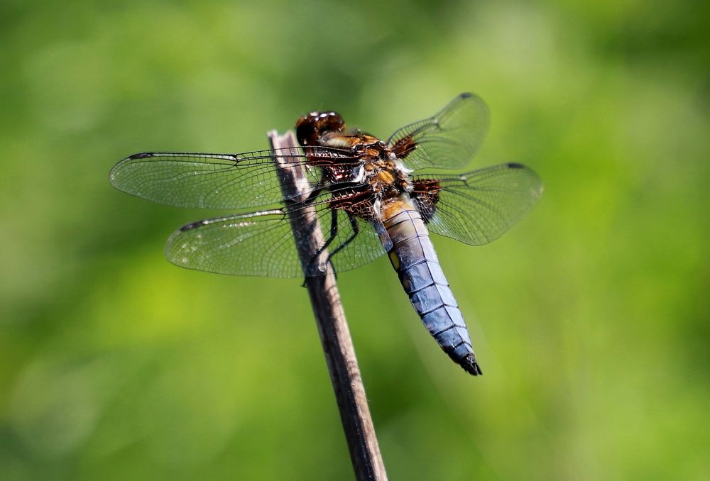 Plattbauchlibelle Männchen