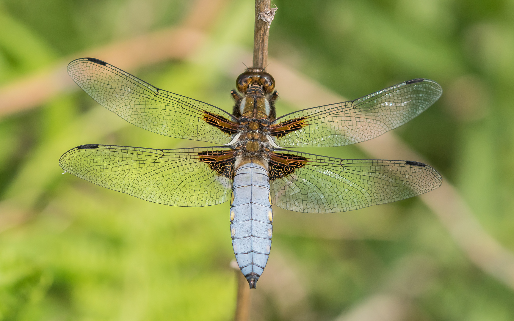 Plattbauchlibelle Männchen