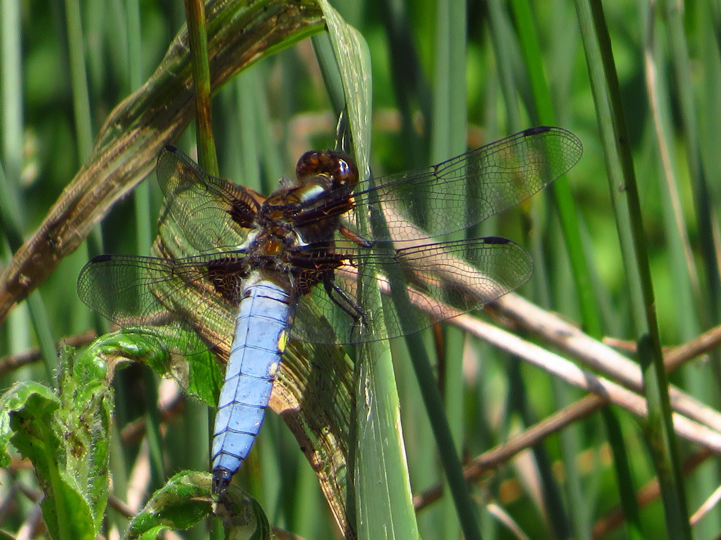 Plattbauchlibelle Männchen