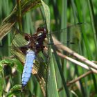 Plattbauchlibelle Männchen