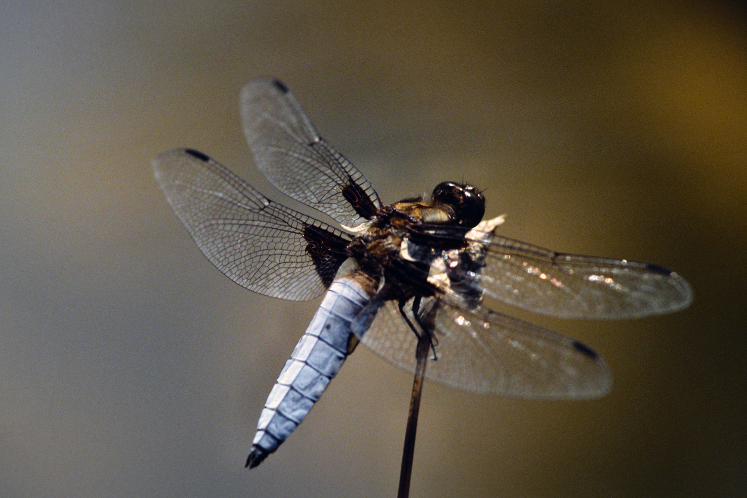 Plattbauchlibelle Männchen