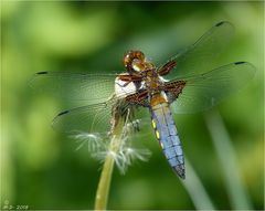 Plattbauchlibelle (männl.)