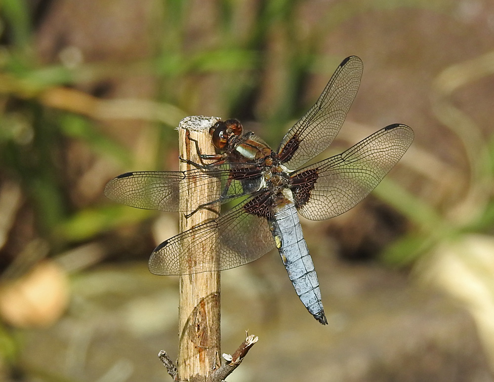 Plattbauchlibelle männlich.