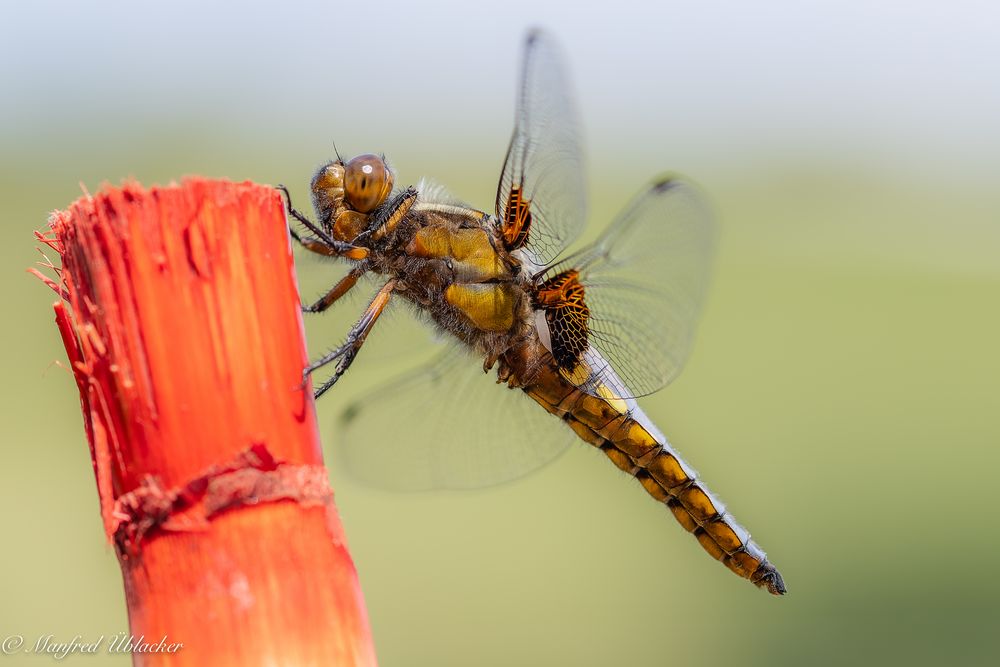 Plattbauchlibelle (männlich) ...