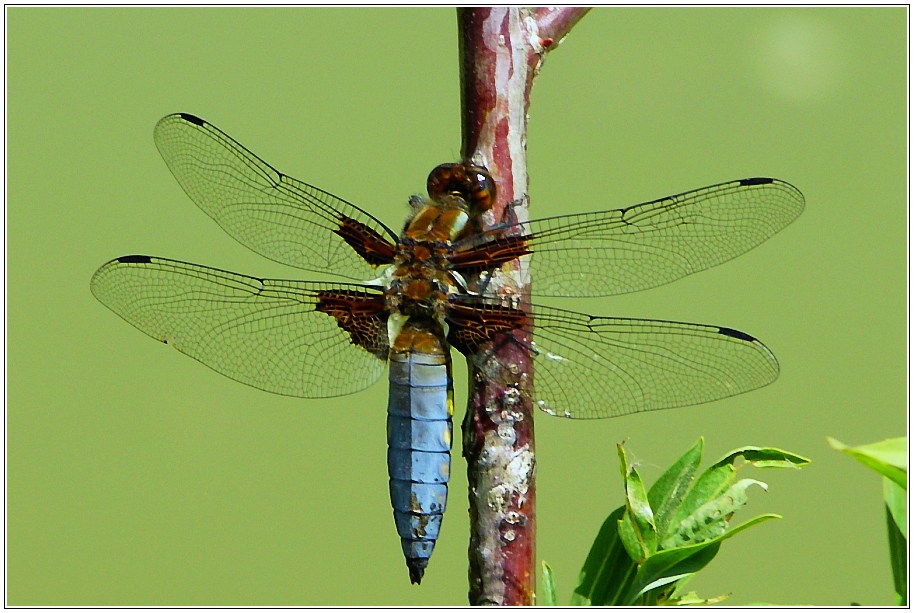 Plattbauchlibelle (männlich)