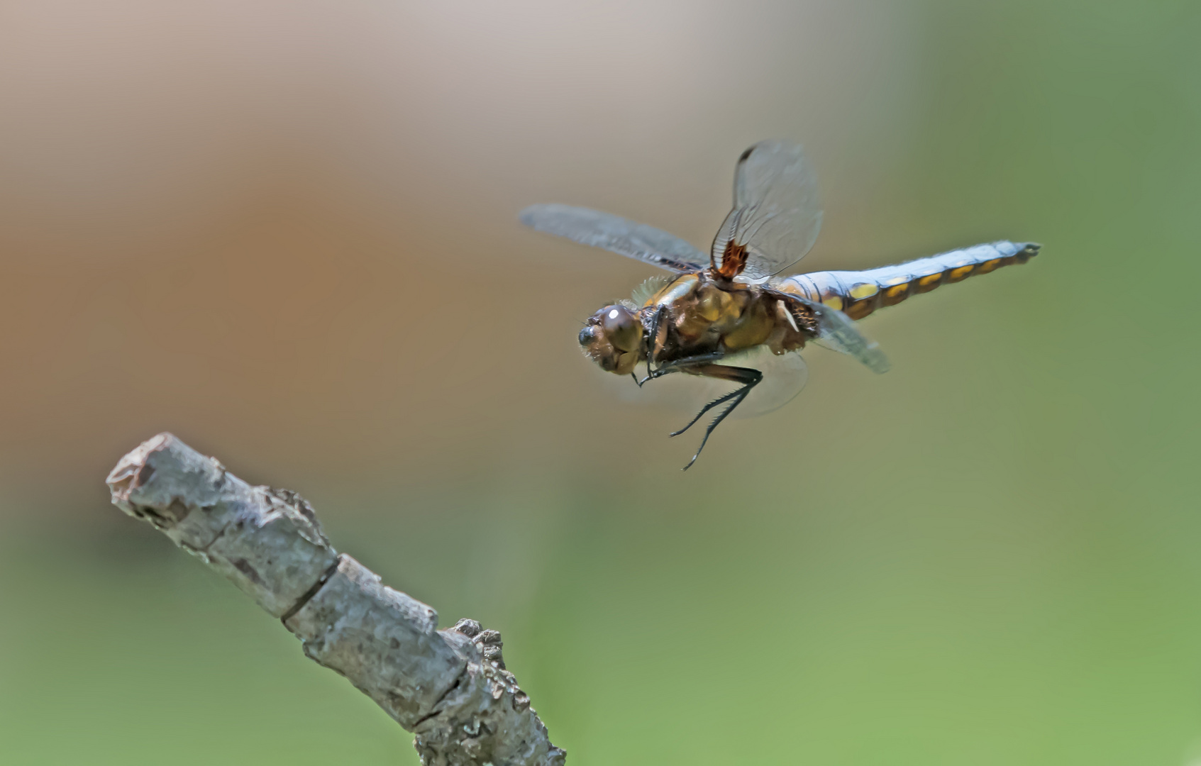 Plattbauchlibelle mit ihrem Lieblingsstöckchen