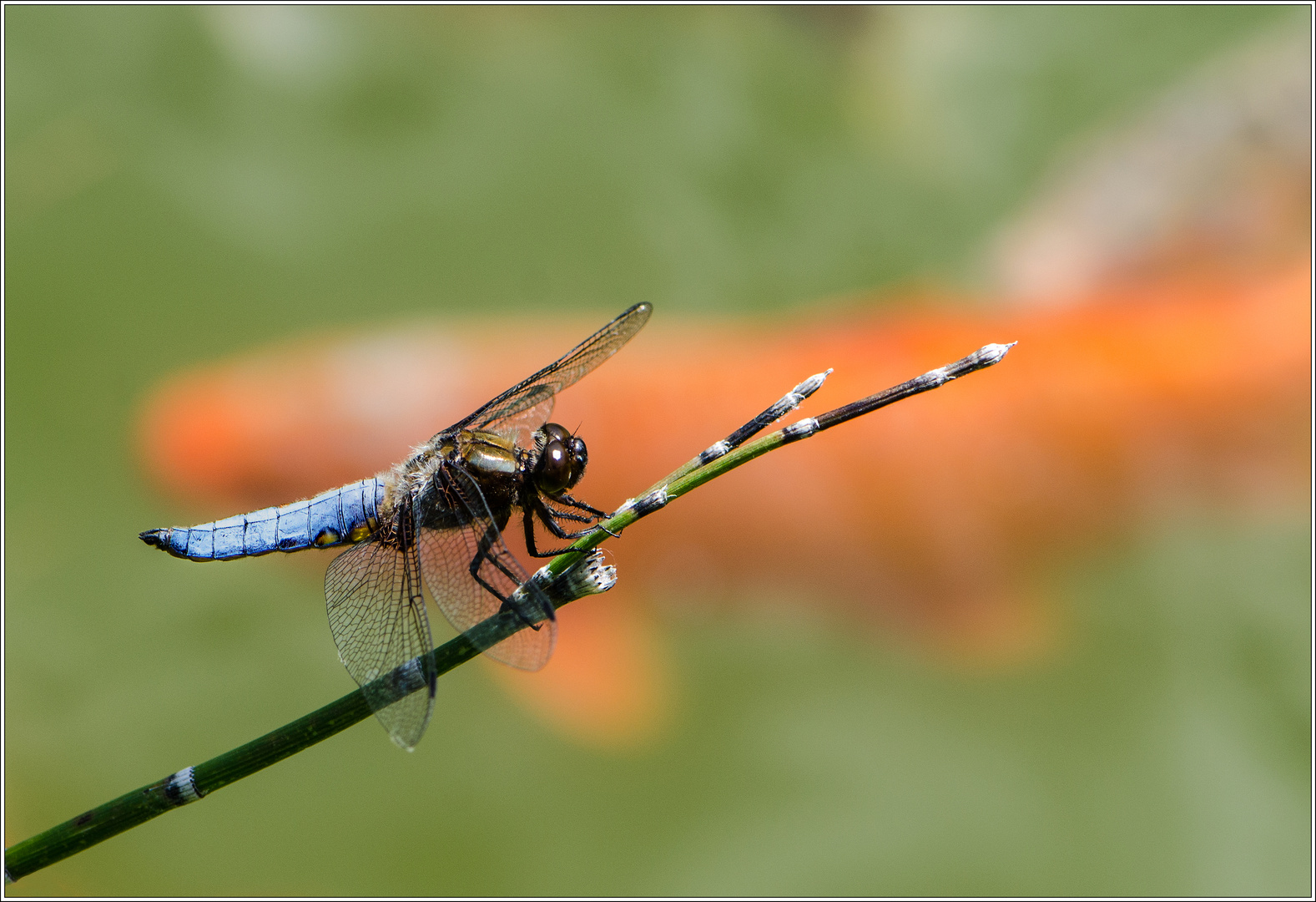 Plattbauchlibelle vor seinem Koi