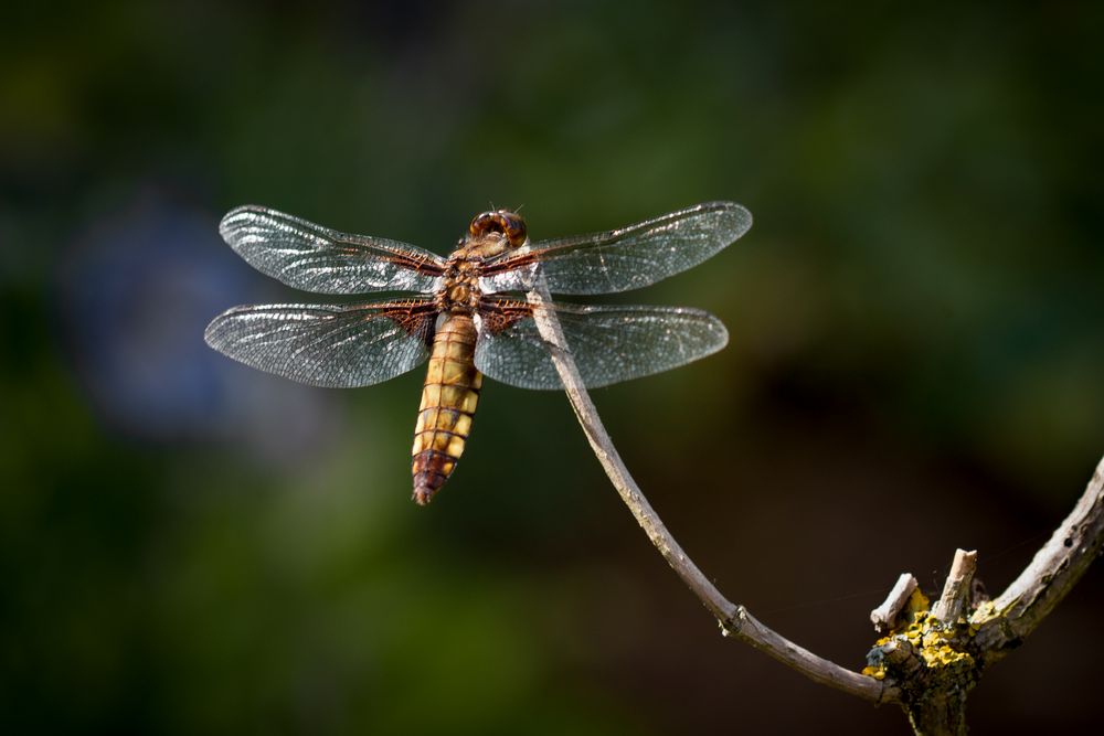 plattbauchlibelle w.