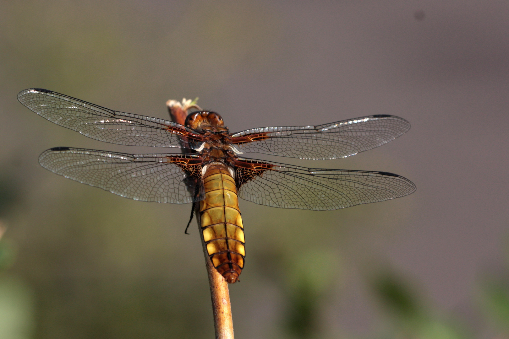 Plattbauchlibelle  W. IMG_0454