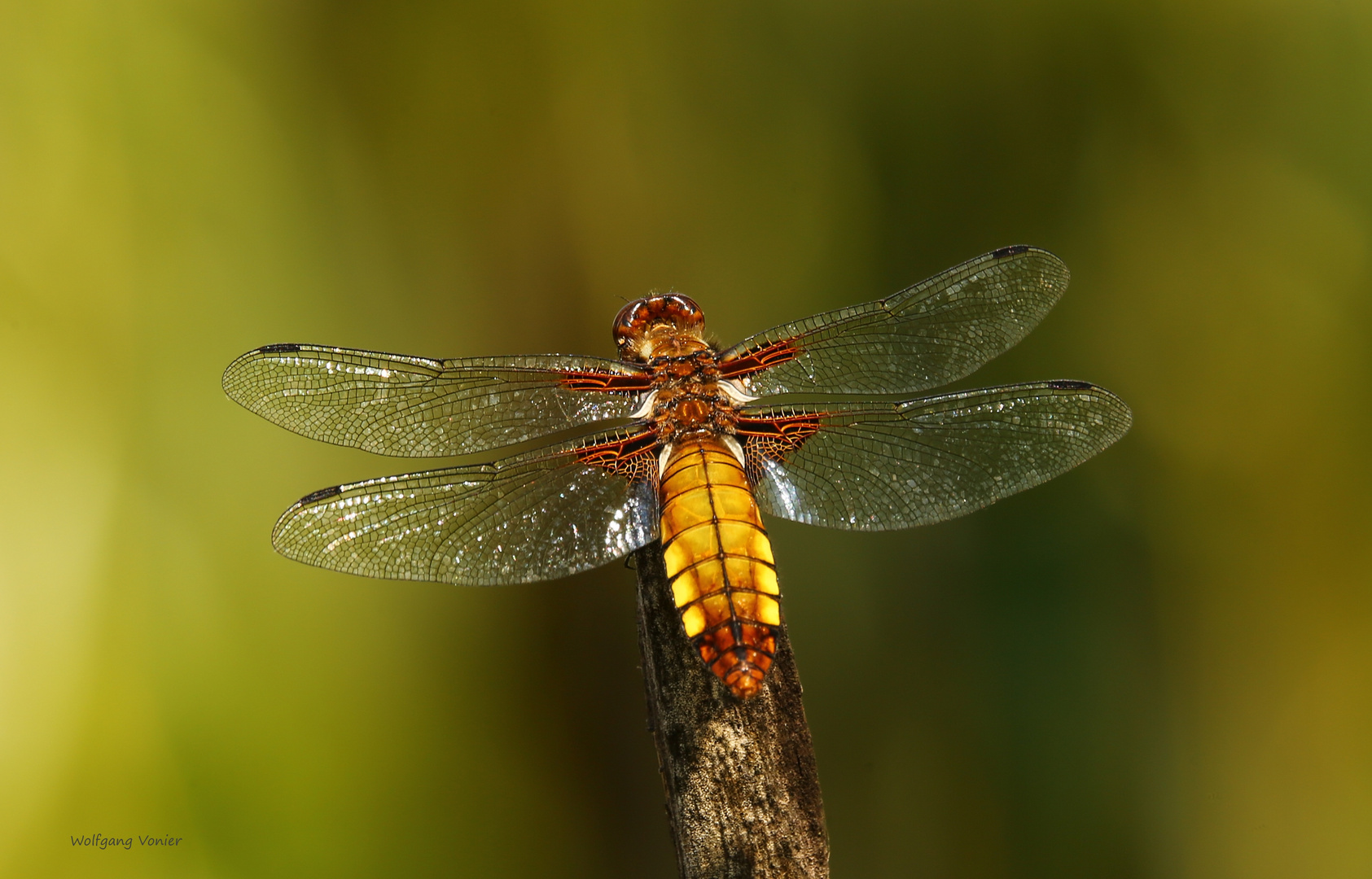 Plattbauchlibelle (Weibchen)