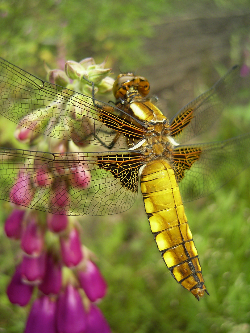 Plattbauchlibelle, Weibchen