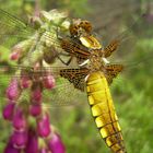 Plattbauchlibelle, Weibchen