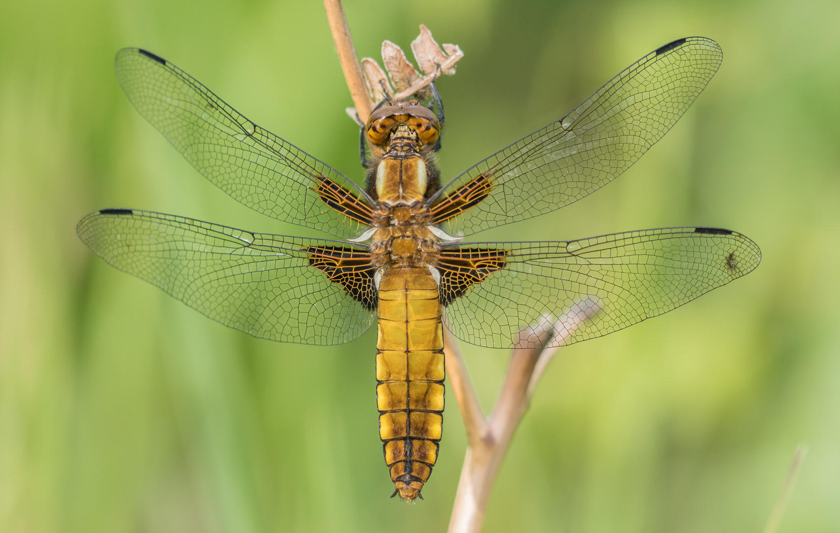 Plattbauchlibelle Weibchen