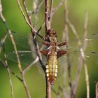 Plattbauchlibelle - Weibchen