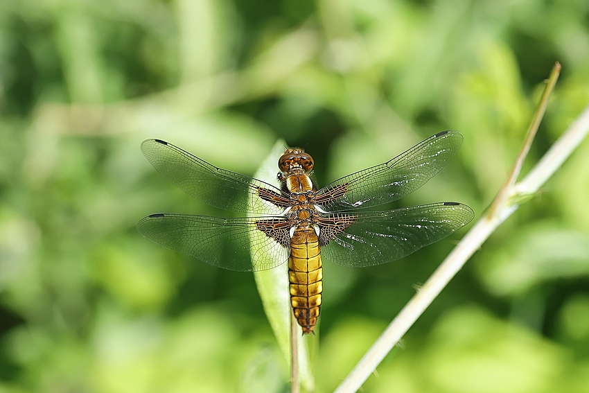 Plattbauchlibelle - Weibchen