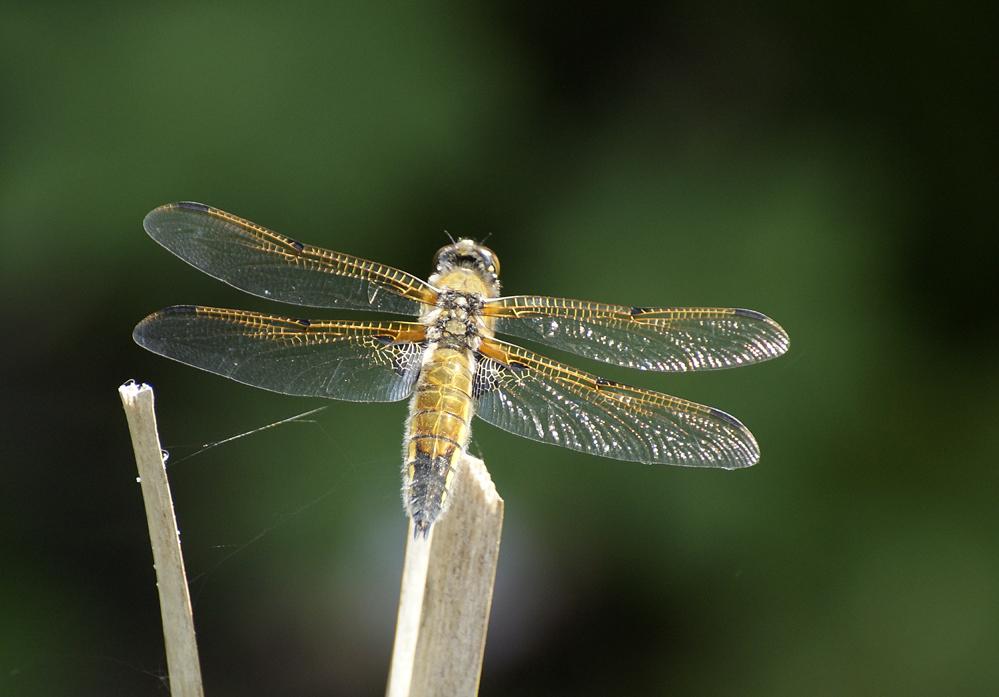 Plattbauchlibelle, Weibchen