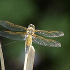 Plattbauchlibelle, Weibchen