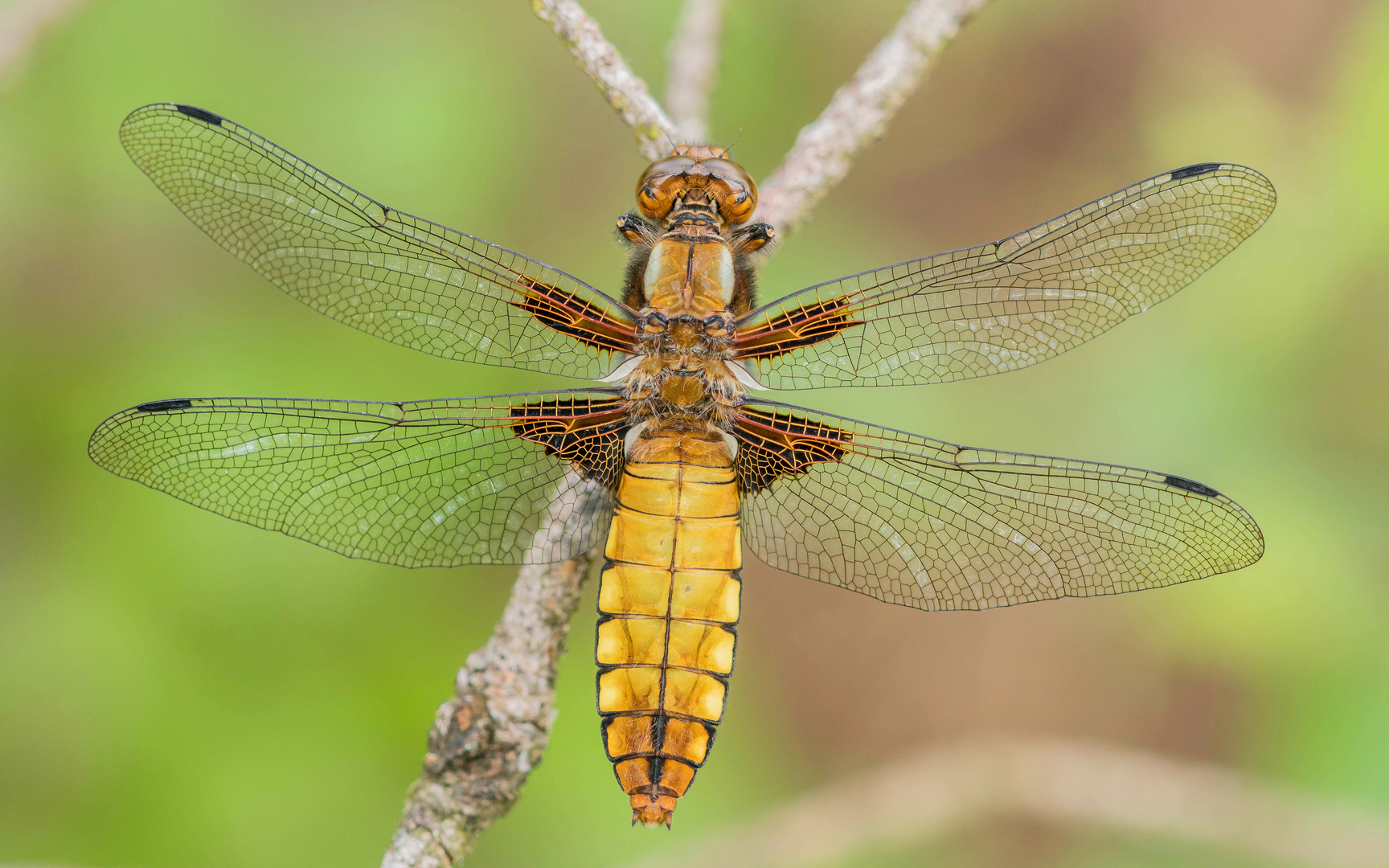 Plattbauchlibelle Weibchen 