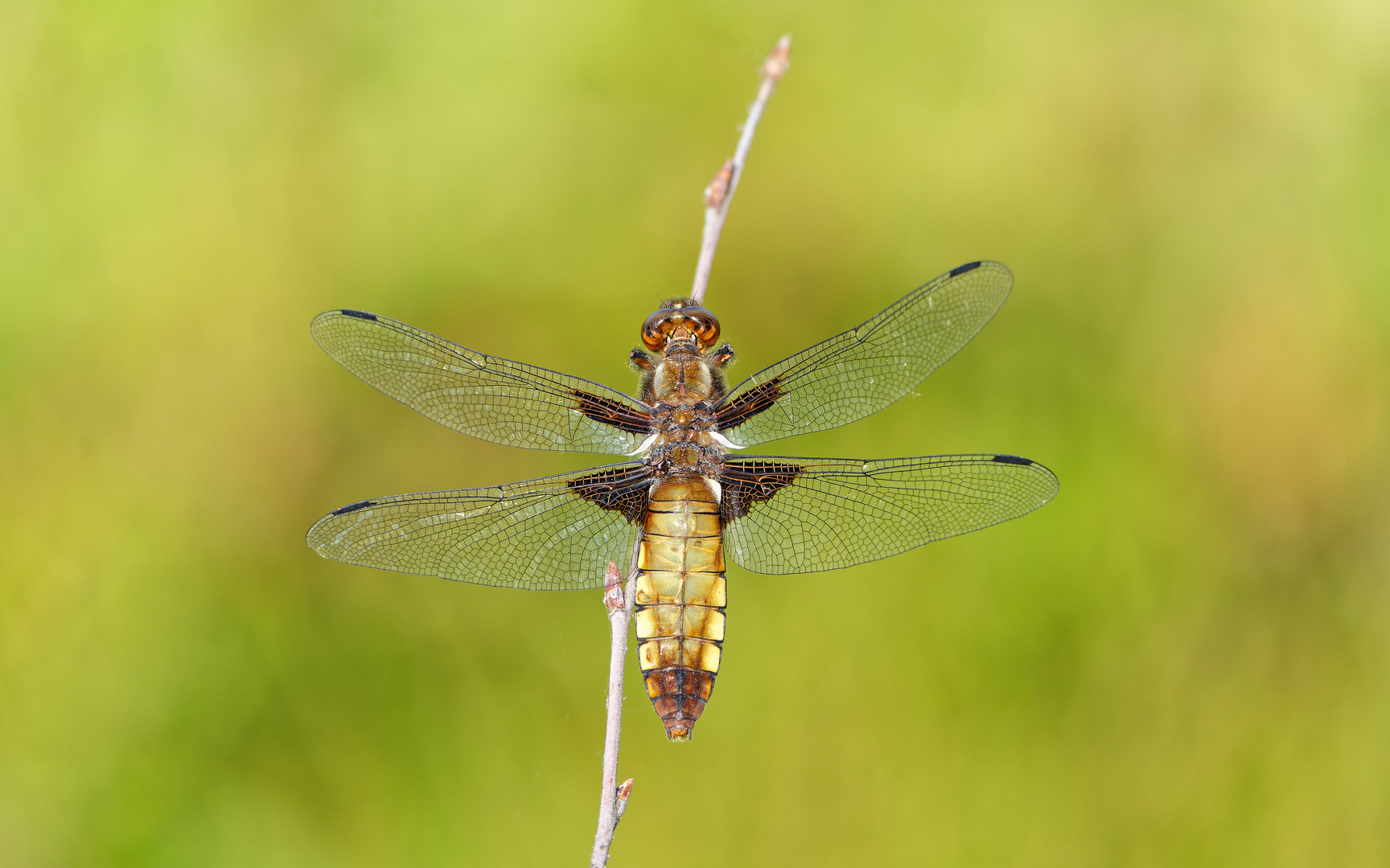 Plattbauchlibelle Weibchen