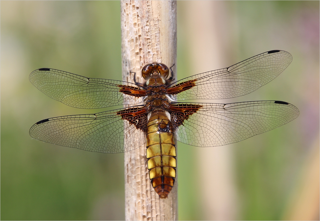 plattbauchlibelle weiblich