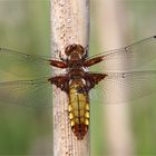 plattbauchlibelle weiblich