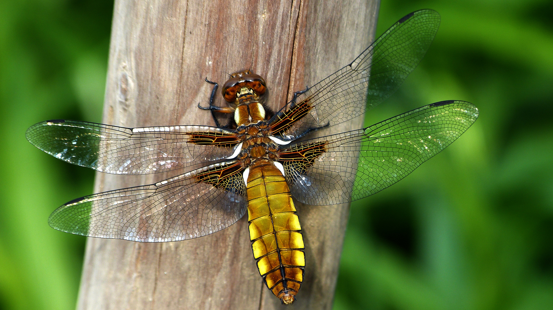 Plattbauchlibelle (weiblich)