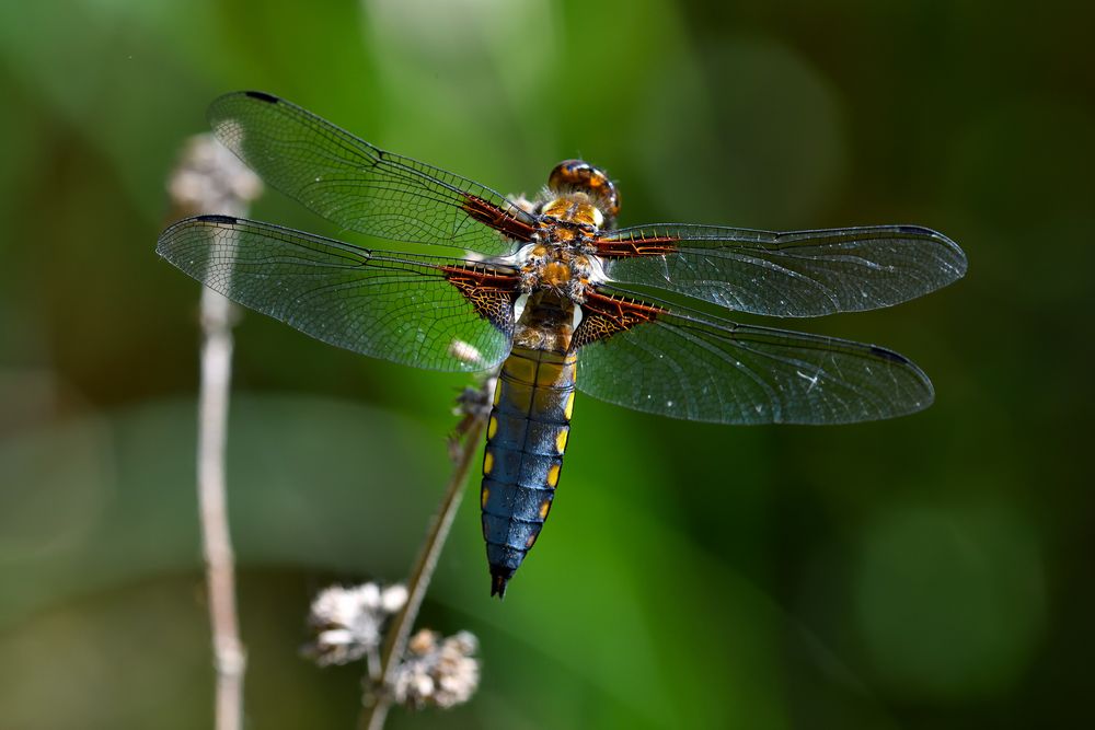 Plattbauchlibelle,Broad-bodied Chaser,Libellula depressa,05.2018_0