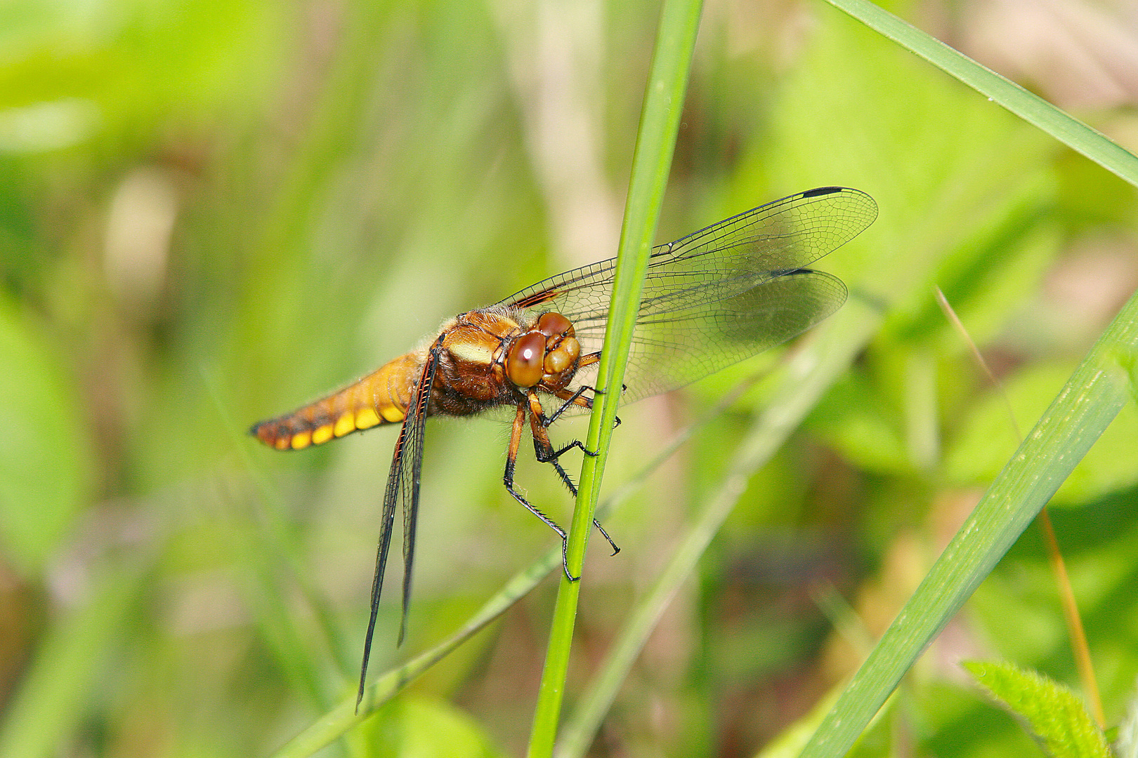 Plattbauchlibellen Weibchen