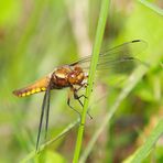 Plattbauchlibellen Weibchen