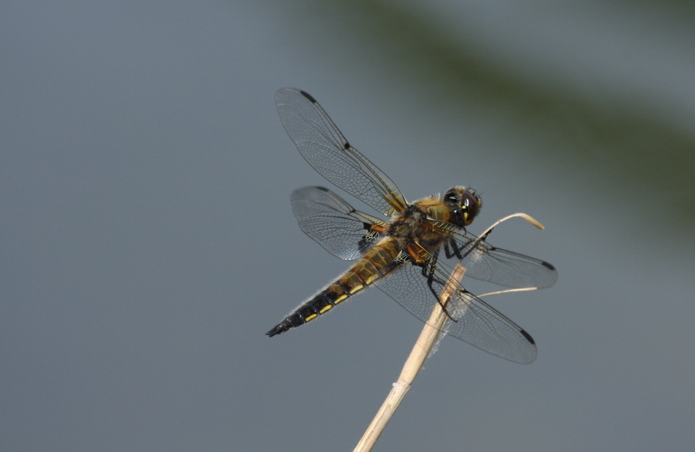 Plattbauchlibellenweibchen