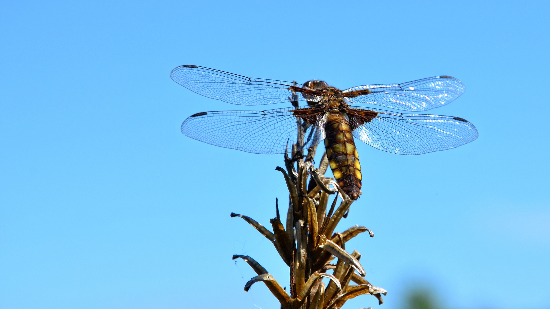 Plattbauchlibelle.....(Weibchen)........