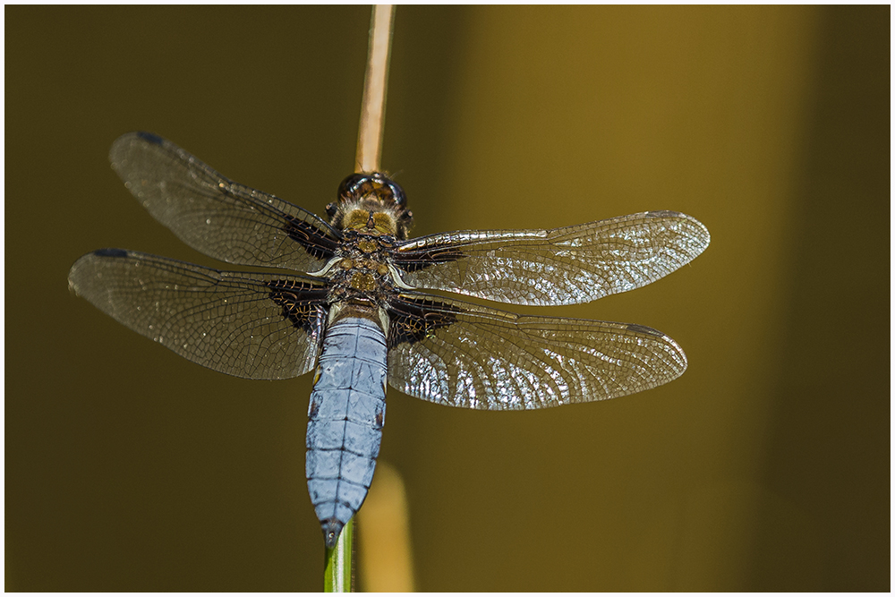 Plattbauch(Libellula depressa),m