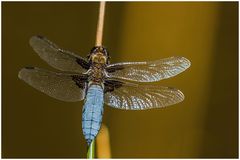 Plattbauch(Libellula depressa),m