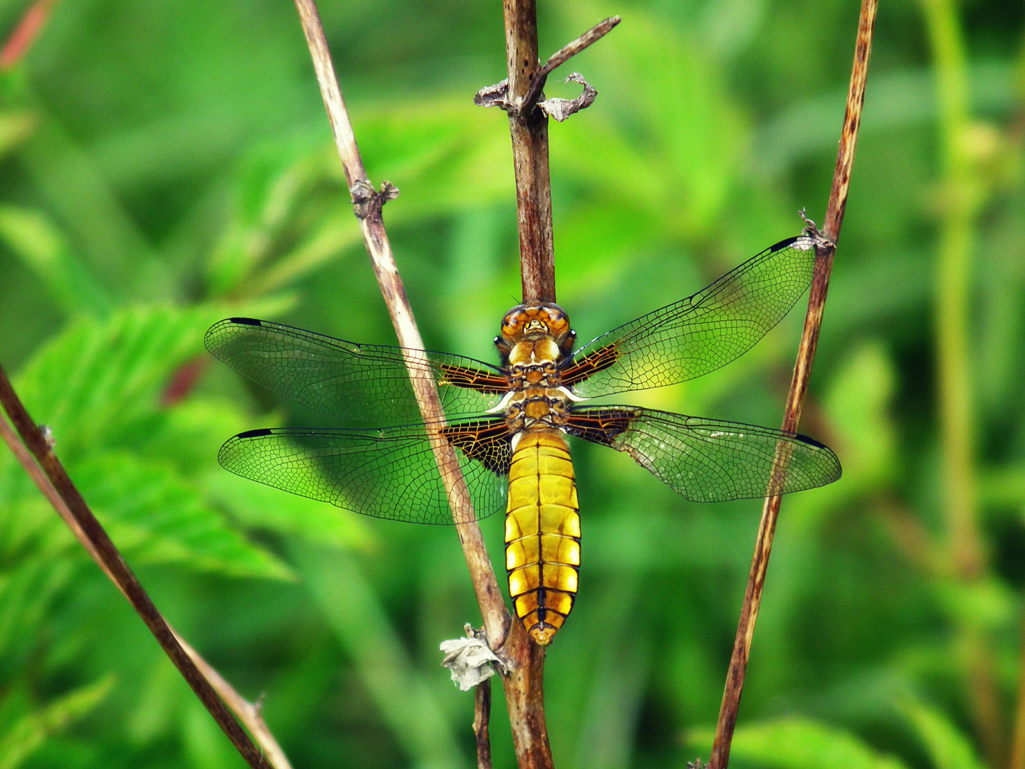 Plattbauch(Libellula depressa)weibchen