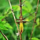 Plattbauch(Libellula depressa)weibchen