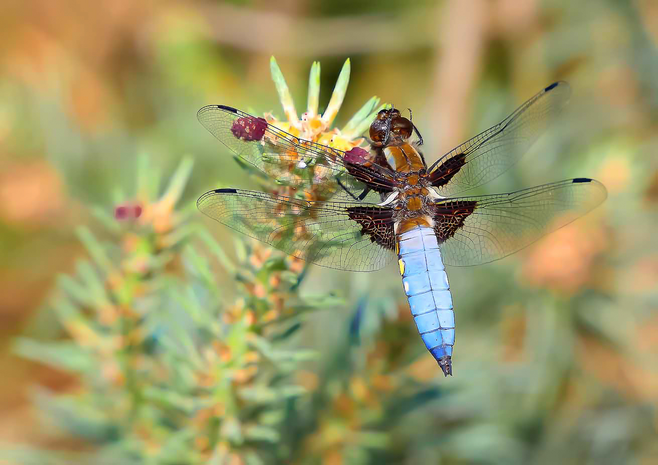 Plattbauchmännchen