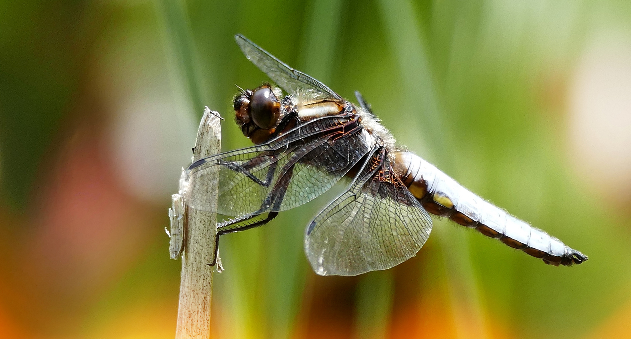 Plattbauchmännchen im Sonnenschein.