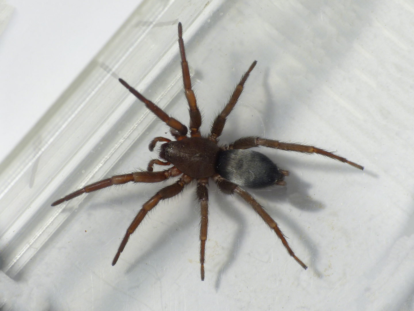 Plattbauchspinne Scotophaeus scutulatus