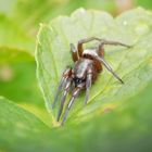 Plattbauchspinne - vielleicht Drassodes lapidosus ?