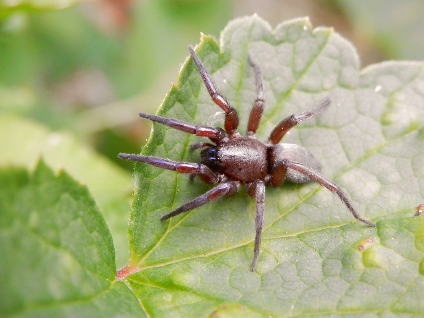 Plattbauchspinne - vielleicht Drassodes lapidosus ?