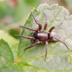 Plattbauchspinne - vielleicht Drassodes lapidosus ?