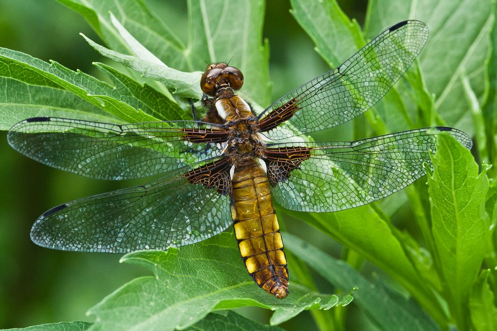 Plattbauchweibchen