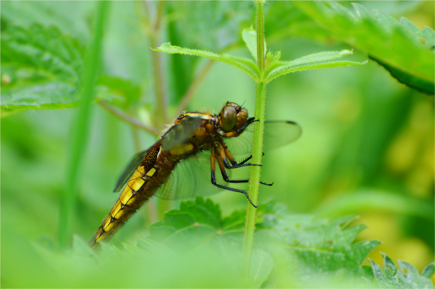 Plattbauchweibchen