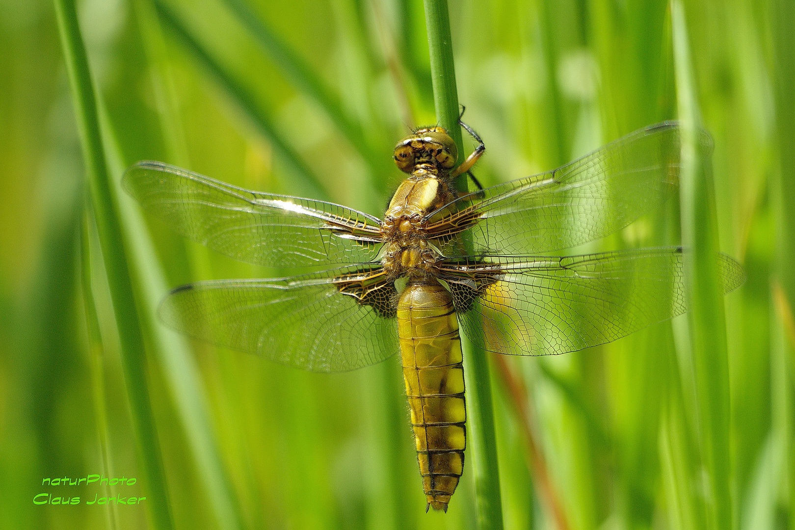 Plattbauchweibchen