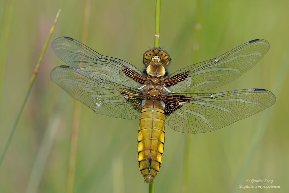 Plattbauchweibchen in der Abendsonne