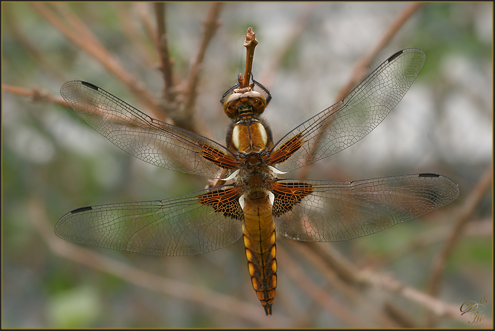 Plattbauchweibchen - Vollpose :-)