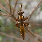 Plattbauchweibchen - Vollpose :-)