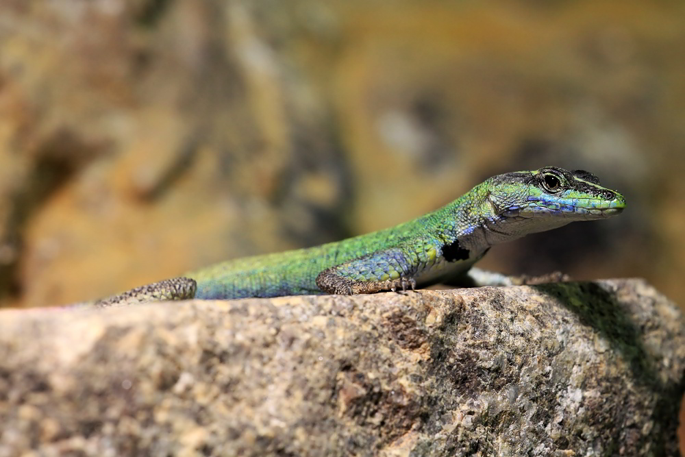 Plattechse ( Platysaurus intermedius )