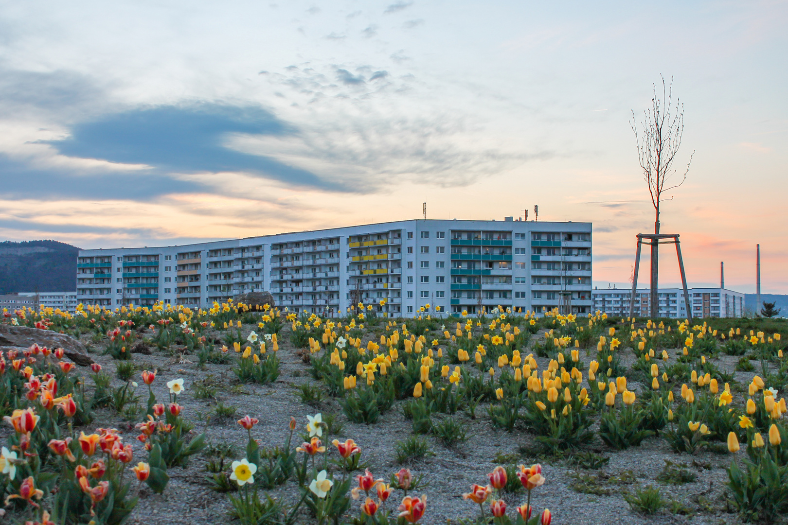 Plattenbau-Blümchen