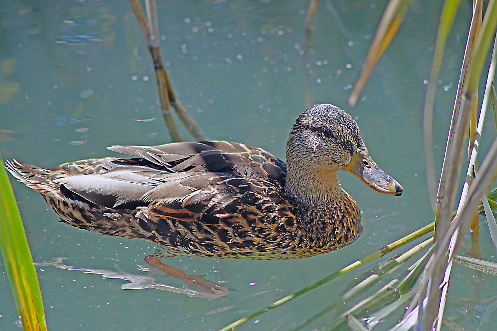 Plattensee Wildlife